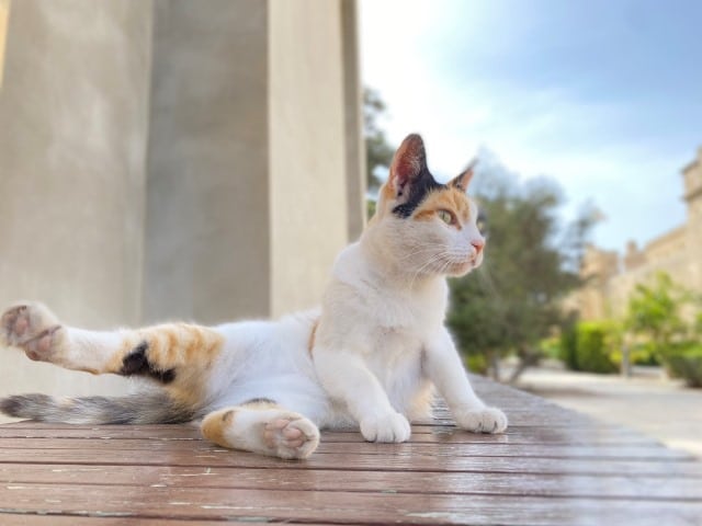 マルタ留学　猫多い　かわいい